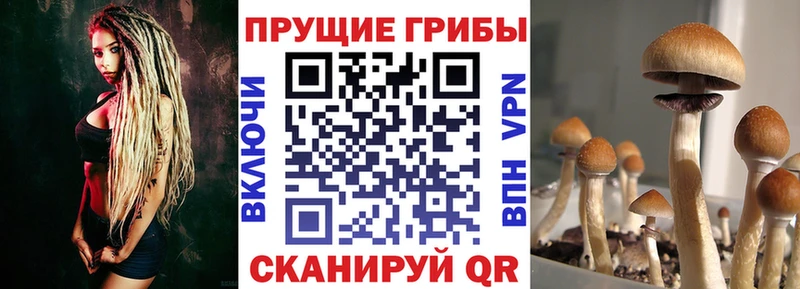 Галлюциногенные грибы Psilocybine cubensis  Боготол 